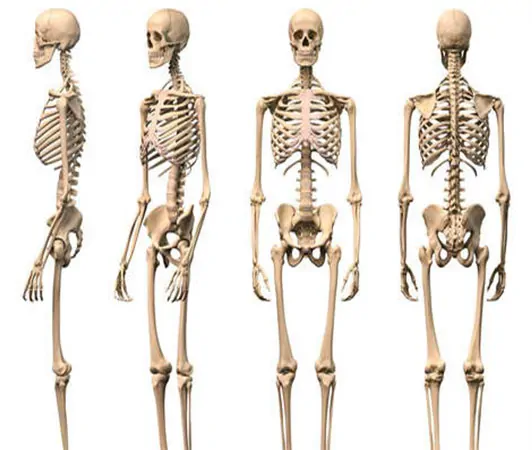 Osteoporoz (Kemik Erimesi) 2 osteoporoz kemik erimesi iskelet sistemi otm